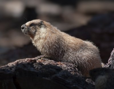 Yellow-bellied Marmot