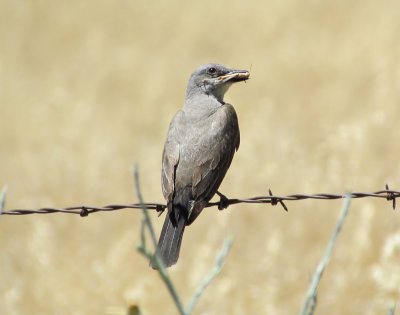Western Kingbird
