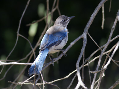 Western Scrub-Jay