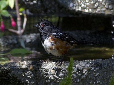 IMG_0761pc.jpg