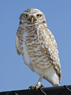 Burrowing Owl
