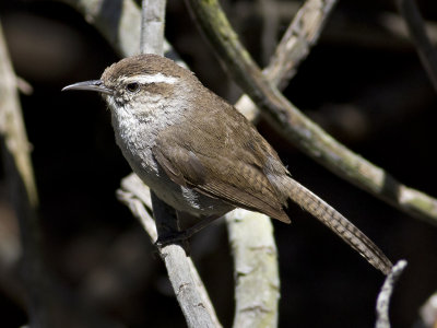 Bewick's Wren