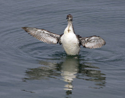Red-throated Loon