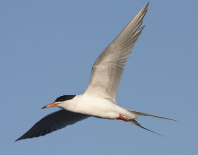 Forster's Tern