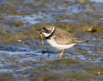 Semipalmated Plover