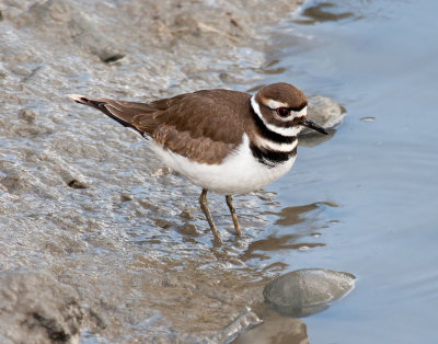 Killdeer