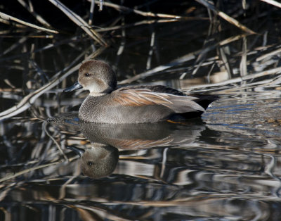 Gadwall