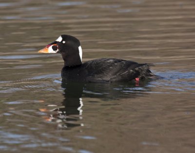 Surf Scoter