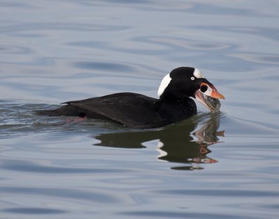 Surf Scoter