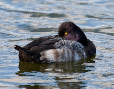 lesser scaup.jpg