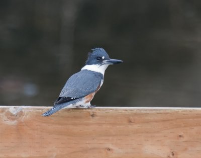 Belted Kingfisher