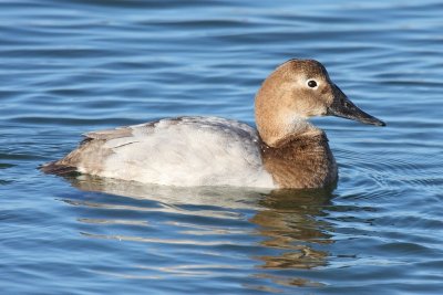 Canvasback (Female)