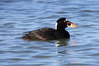 Surf Scoter