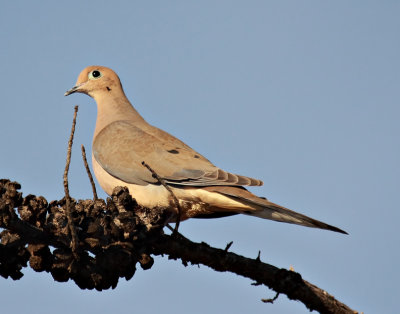 Mourning Dove