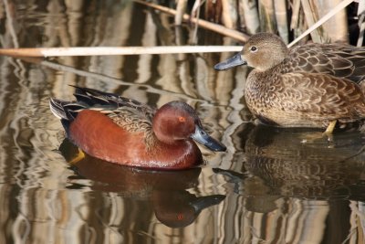 Cinnamon Teal