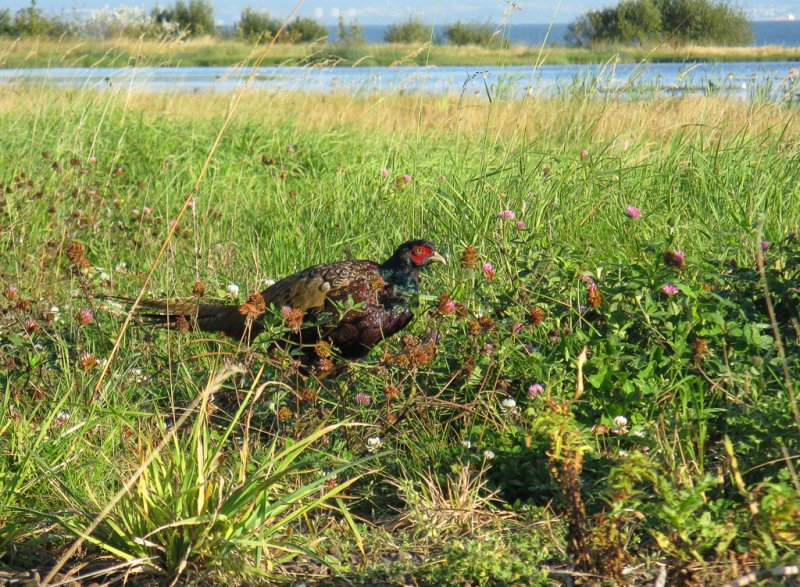 Pheasant