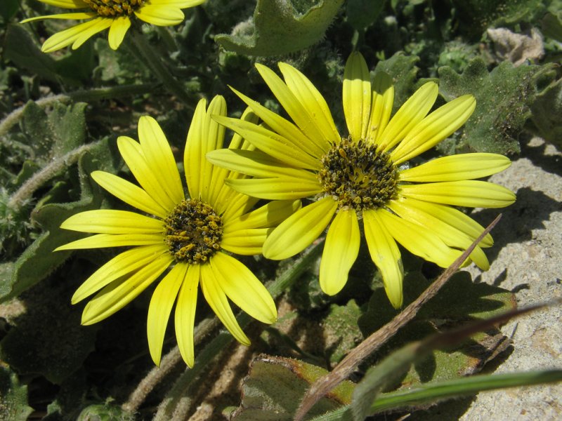 Cryptostemma calendula