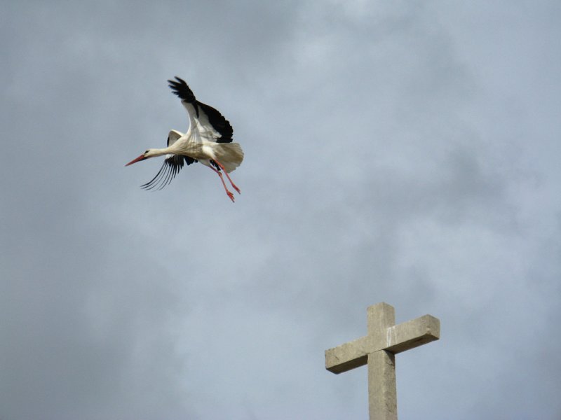 White Stork