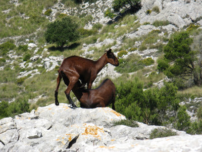 Goats on Puig Gros