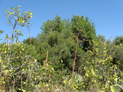 Rio Sequa