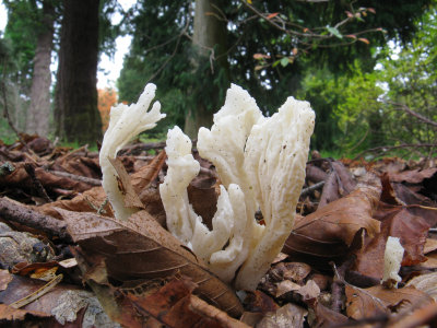 Wrinkled Club Fungus
