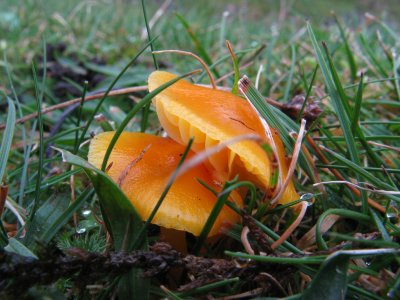 Wax Cap Fungus