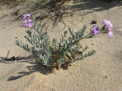 Sand Stock - Malcolmia littorea