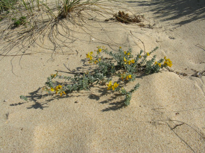 Sea Medick - Medicago marina