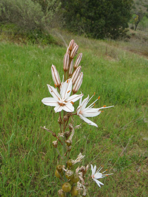 Asphodel