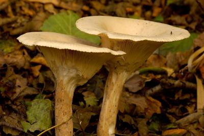 Clitocybe geotropa