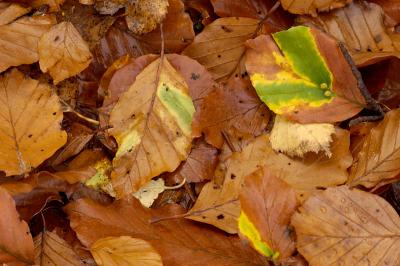 Leaves