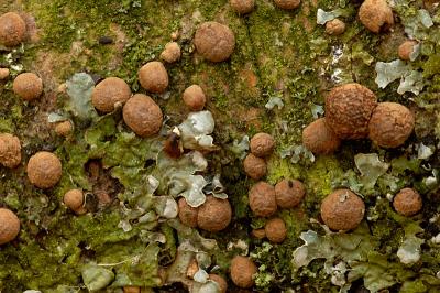 Beech Fungus