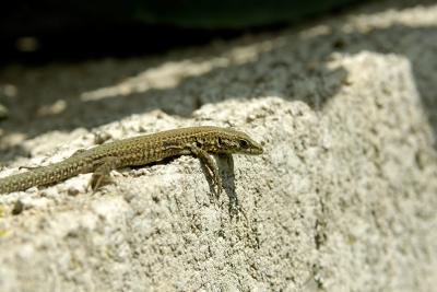 Iberian Wall Lizard