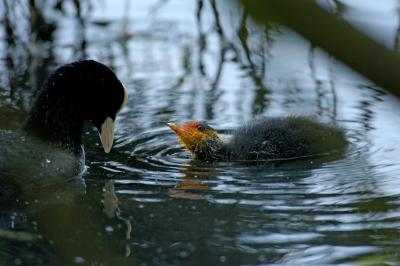 Coot young plus adult