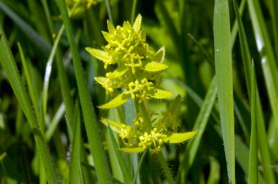 Crosswort