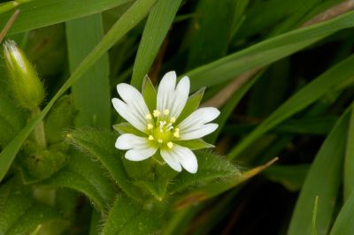 Common Mouse Ear