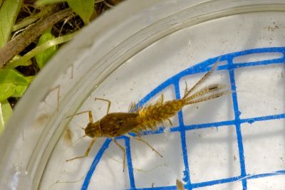 Mayfly Larva