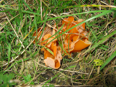 Orange Peel fungus