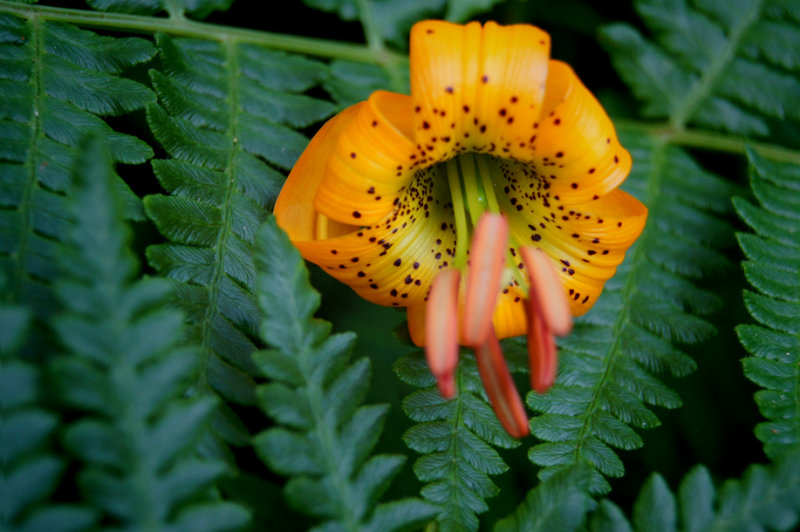 I'm confused as to whether this is a Turk's Cap Lily or a Tiger Lily.