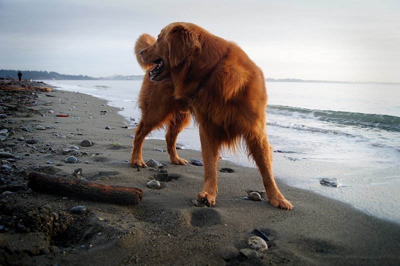 OH OH HERE COMES THE GUARDIAN OF THE BEACH.  WHAT SHALL I DO?