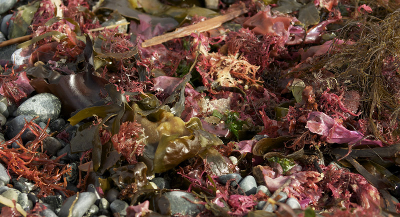 THE BEACH WAS LITTERED WITH BEAUTIFUL COLORS OF SEA KELP WASHED UP WITH THE TIDES