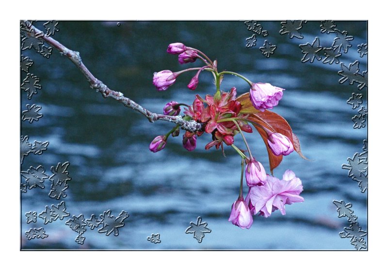 NEW BLOSSOMS OVER THE POND.