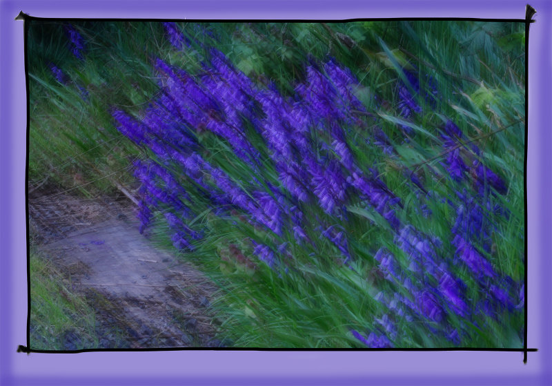 BLUEBELLS IN MOTION