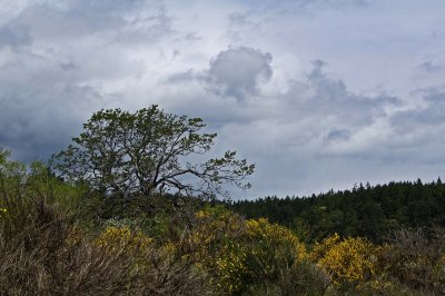 THE OTHER OLD OAK TREE