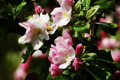 ROOTSTOCK APPLE BLOSSOMS