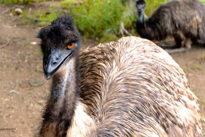 Emus at Ostrich farm