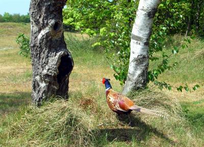 21 may - pheasant