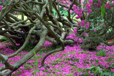 28 may - Japanese garden