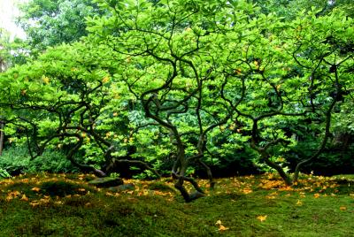 Japanese garden 2