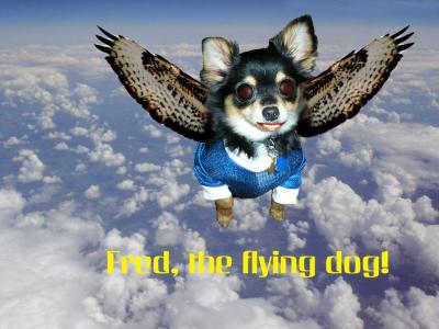 Flying Dog